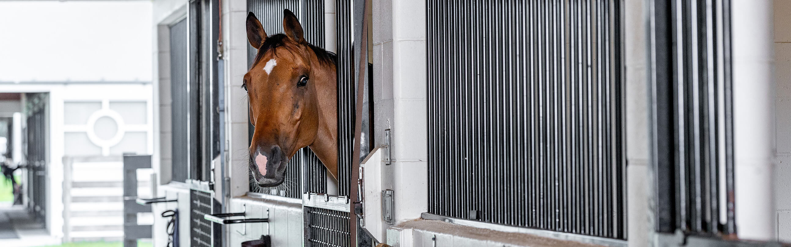 horses in stable