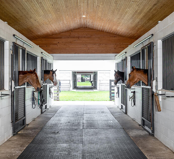 horses in stables